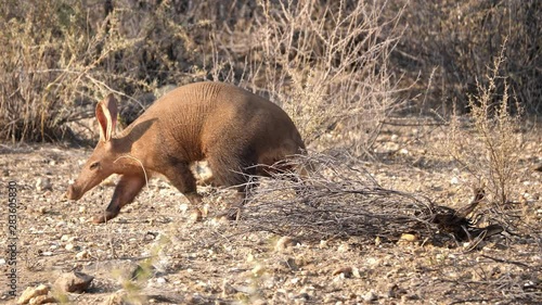 Aarvark, also called Ant-Eater, Walking in the Dry Savanna in Namibia, Africa photo