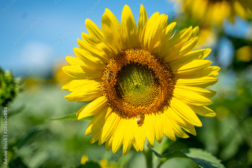 sunflower in the field sunflower in the field