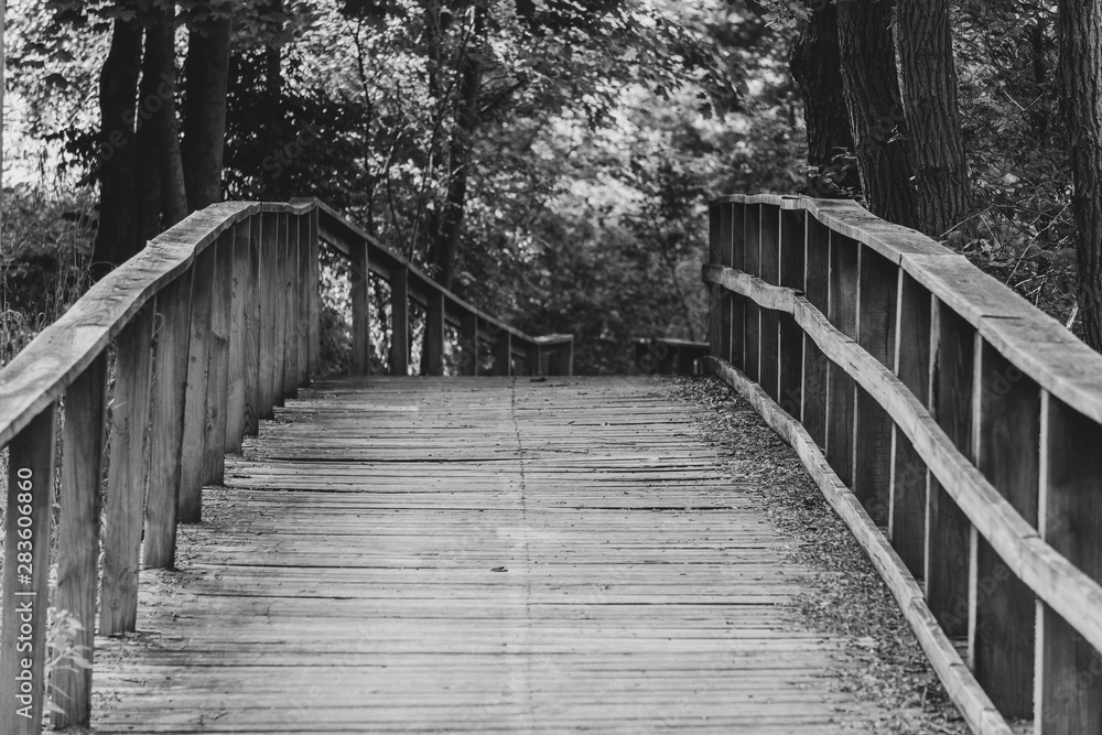 Obraz premium bridge in forest