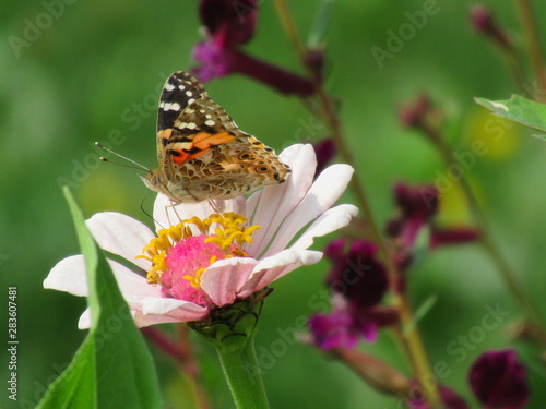 bunter Schmetterling auf einer rosa Blume im Garten auf einer Wiese