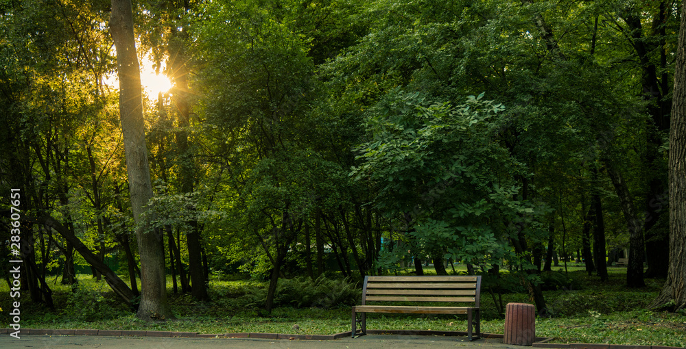 morning summer park scenic landscape background wallpaper view of wooden  bench near road for walking and promenade in sun rise light through trees  branches Stock Photo | Adobe Stock