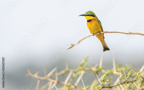 Little bee-eater beauty