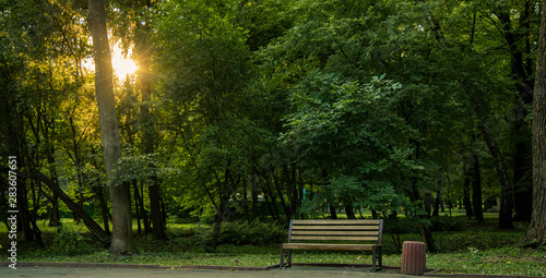 morning summer park scenic landscape background wallpaper view of wooden bench near road for walking and promenade in sun rise light through trees branches 