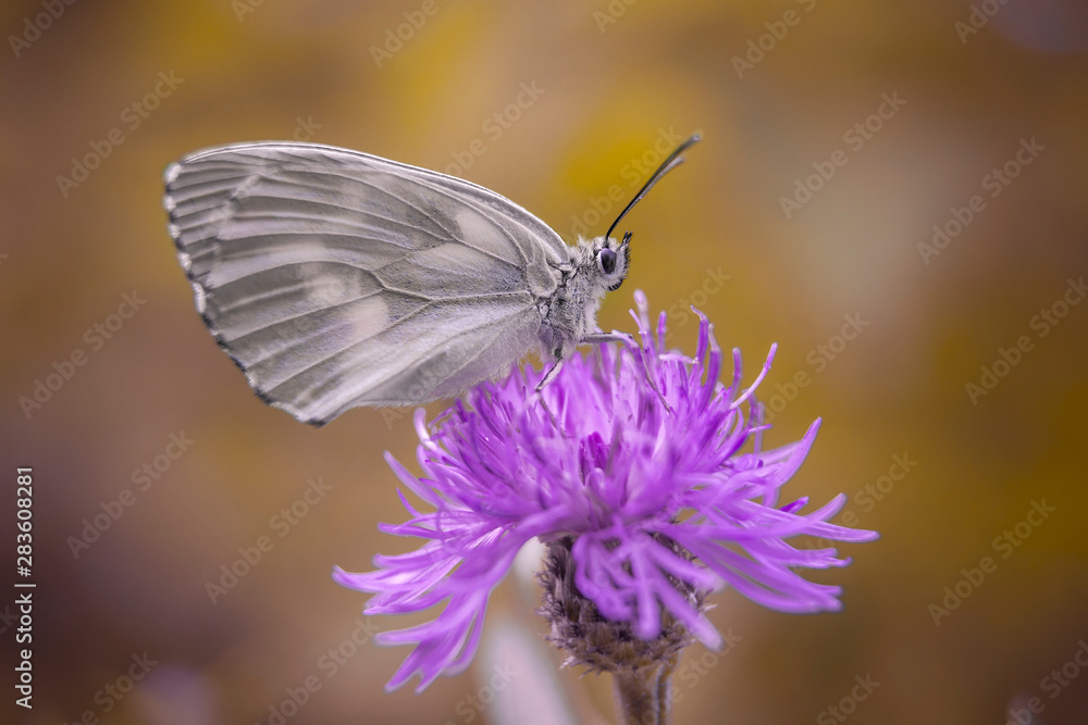 beautiful butterfly on the flower beautiful butterfly on the flower