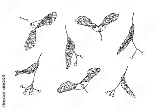 Set of hand drawn maple and linden tree seeds outline. Plant painting by ink pen. Sketch botanical vector illustration black isolated on white background.