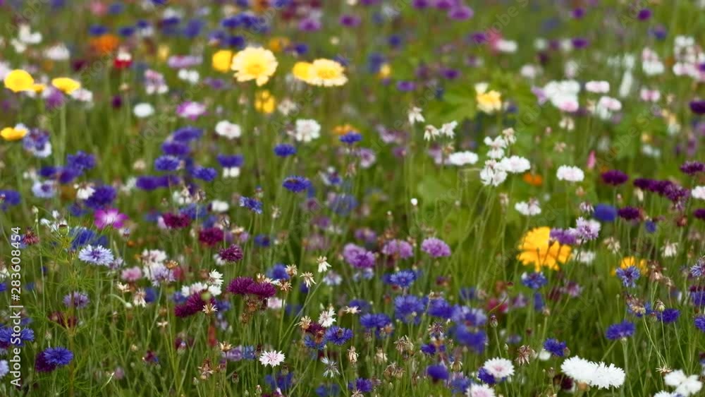 Patch of colorful flowers. At the Flower Garden Kromeriz. 4K resolution. Shallow depth of field. Patch of colorful flowers. At the Flower Garden Kromeriz. 4K resolution. Shallow depth of field.