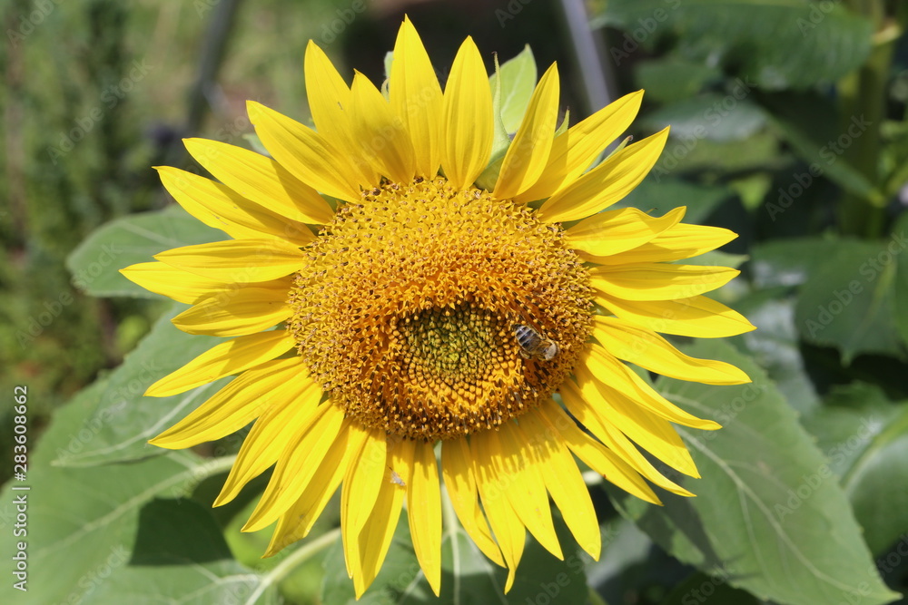 Beautiful bright colored sunflowers and green plants Beautiful bright colored sunflowers and green plants