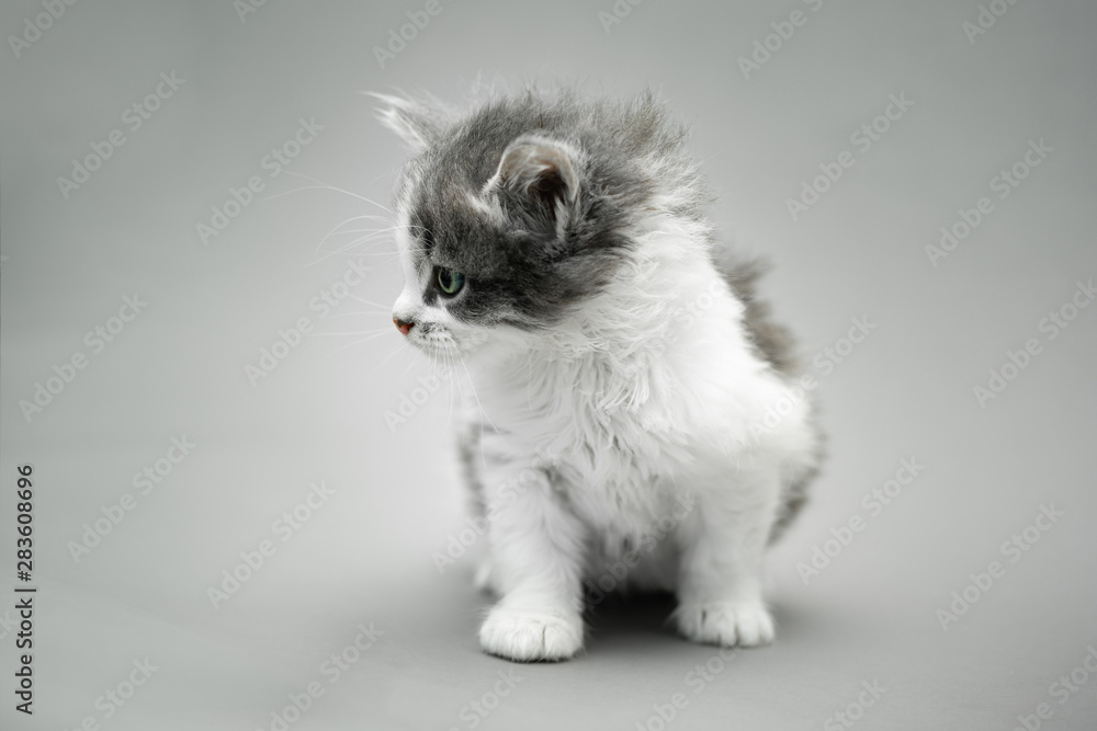 Small cute white and grey kitten standing against a seamless grey background and looking to the left Small cute white and grey kitten standing against a seamless grey background and looking to the left