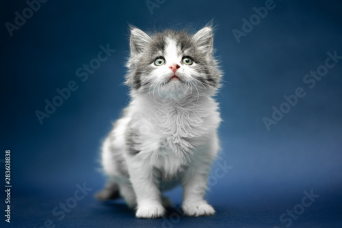 Small cute white and grey kitten sitting against a seamless dark blue background and looking up