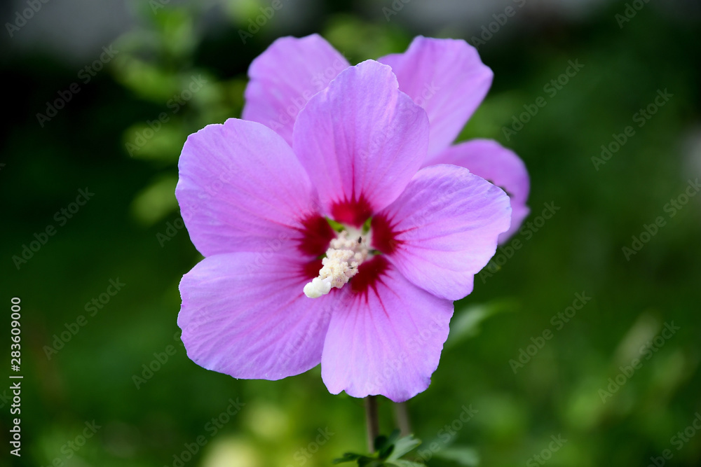 Lilac Chinese hibiscus flower in the garden on a summer day.
