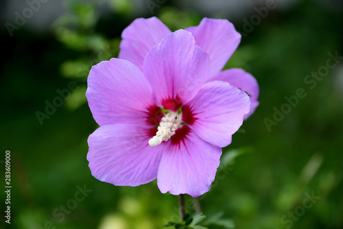 Lilac Chinese hibiscus flower in the garden on a summer day.