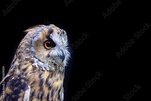 Owls Portrait. owl eyes. predatory bird