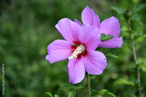 Lilac Chinese hibiscus flower in the garden on a summer day.