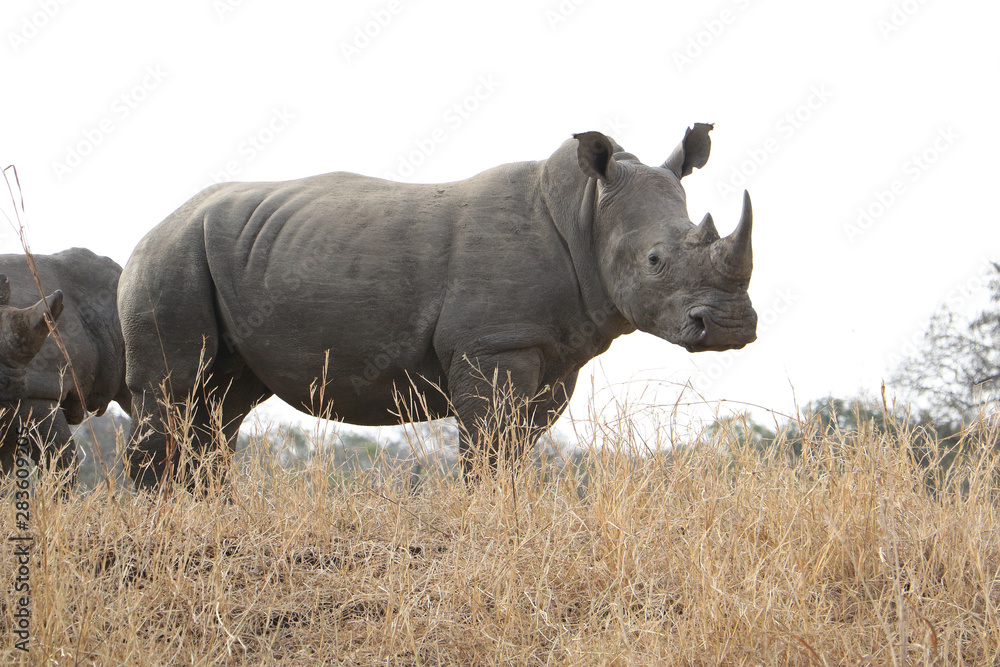 Fototapeta premium Rhino in the South African bush with place for text