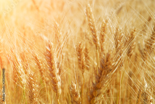 Close-up of a field of wheat with sunlight