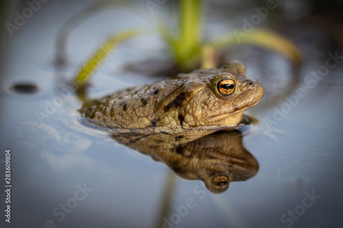 Close up photo of beautiful frog in the spring when their activity is very high.