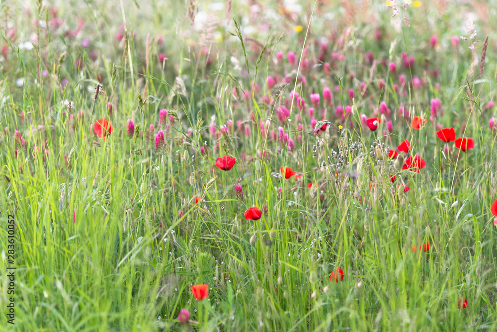 Poppy flowers. Red poppy among other wild flowers.
