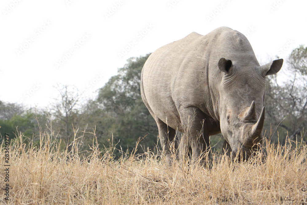 Rhino in the South African bush with place for text Rhino in the South African bush with place for text