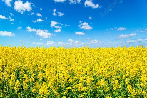 Landscape view of flowering rape field under blue cloudy sky. Colorful rapsfield raps. Swedish ukrainian colors