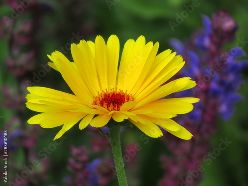 zauberhafte gelbe Ringelblume auf einer Blumenwiese im Garten