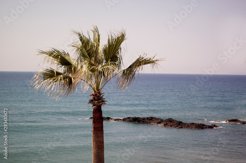 palm tree on the beach
