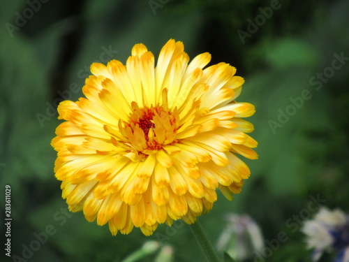gelbe blühende Ringelblume im Garten auf einer Blumenwiese