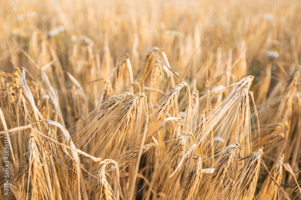 Fototapeta premium Wheat field and blue sky