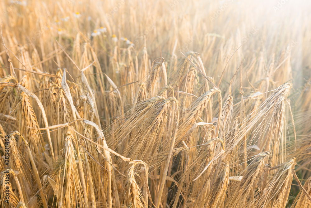 Fototapeta premium Wheat field and blue sky