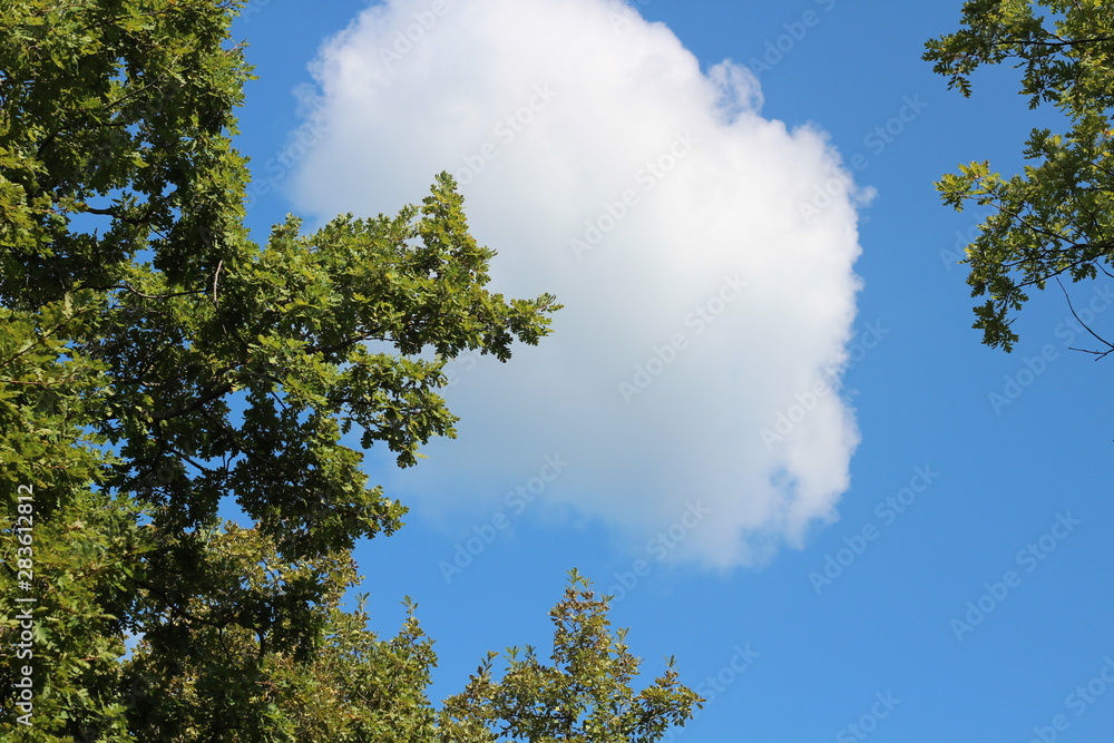 Cloud and bright green tree branches. Excellent background. Cloud and bright green tree branches. Excellent background.