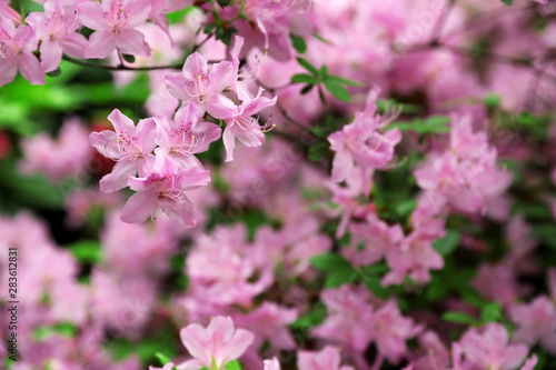 Beautiful tiny tropical flowers in botanical garden, closeup