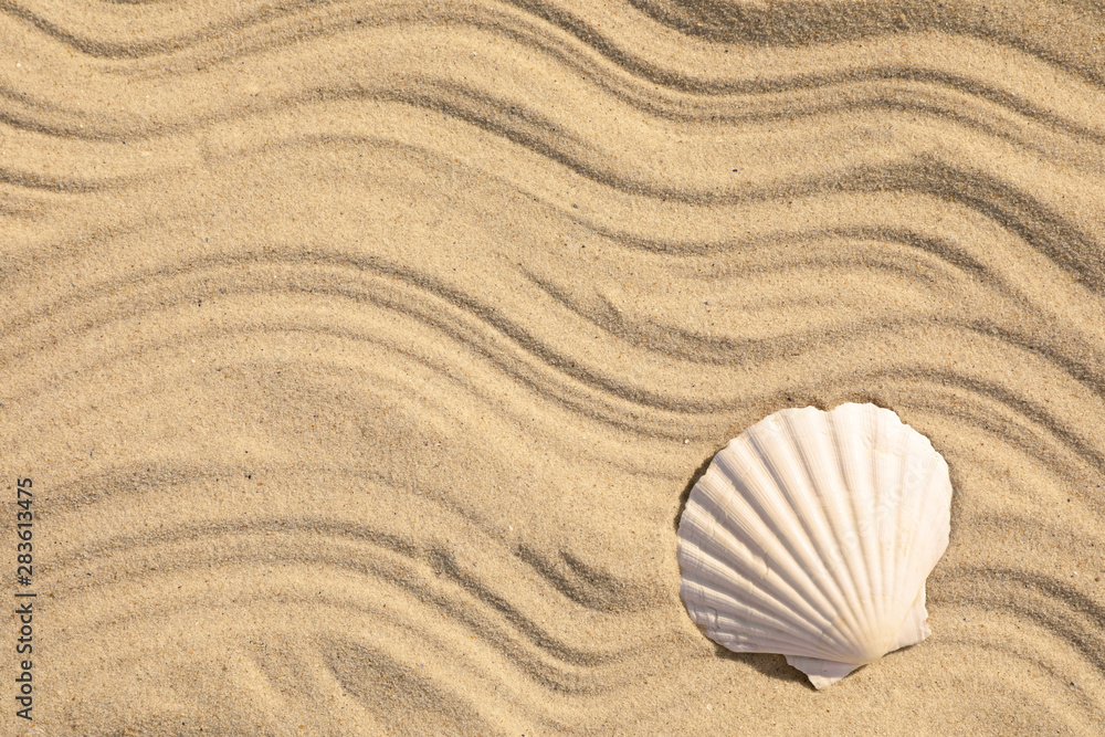 Seashell on beach sand with wave pattern, top view. Space for text Seashell on beach sand with wave pattern, top view. Space for text