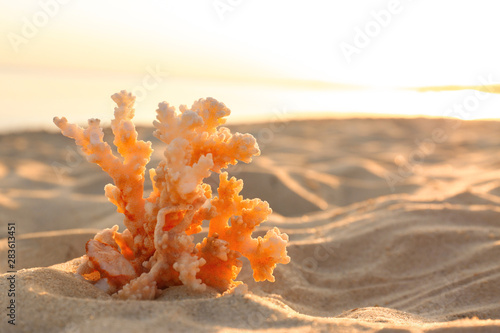 Sandy beach with beautiful coral near sea on summer day. Space for text