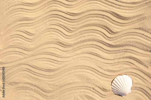 Seashell on beach sand with wave pattern, top view. Space for text