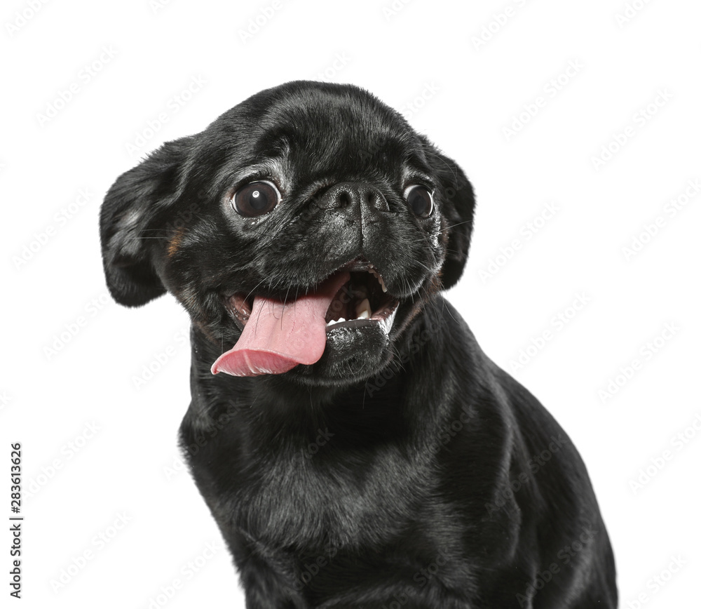 Adorable black Petit Brabancon dog on white background