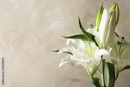 Beautiful lilies on light brown background, space for text Fototapet