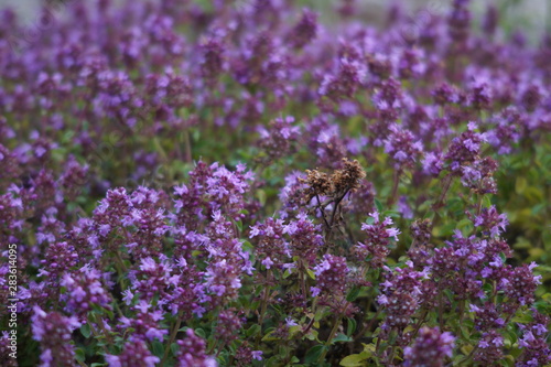 thyme blooms