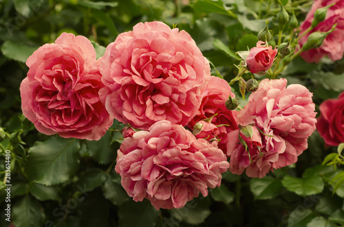 Pink roses garden