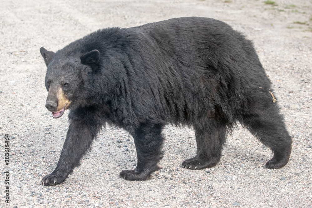 Fototapeta premium brown bear