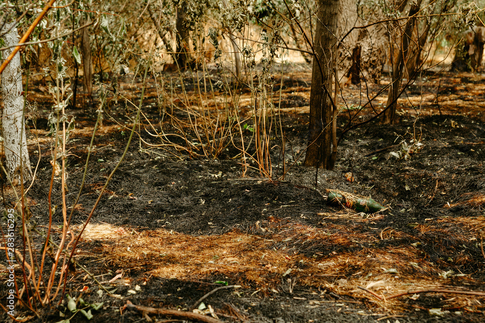 Burnt grass. Damage to nature. Forest fires Burnt grass. Damage to nature. Forest fires