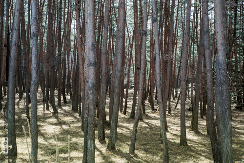 trees in the forest