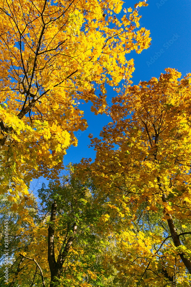 Bright maple trees against the blue sky