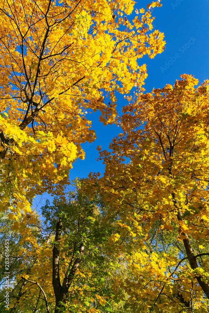 Bright maple trees against the blue sky Bright maple trees against the blue sky