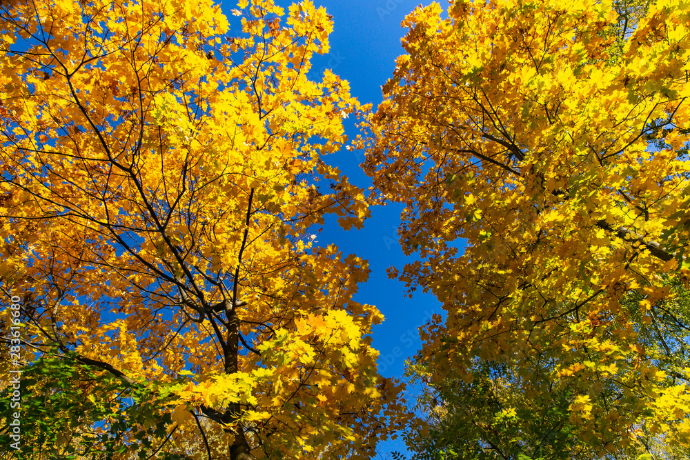 Bright maple trees against the blue sky Bright maple trees against the blue sky