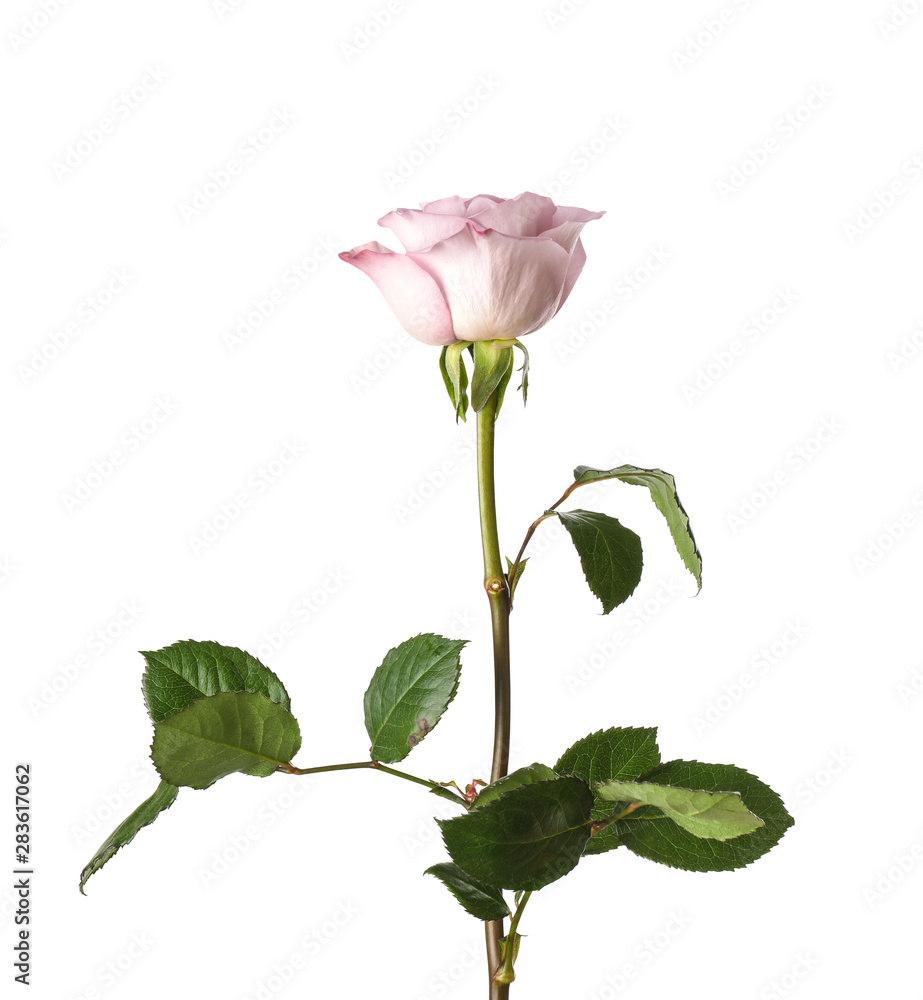 Fototapeta premium Beautiful blooming rose flower on white background
