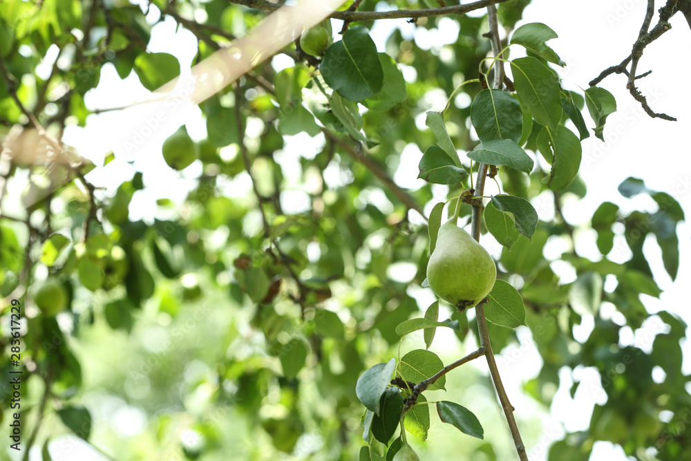 Pear tree with fruits on sunny day Pear tree with fruits on sunny day