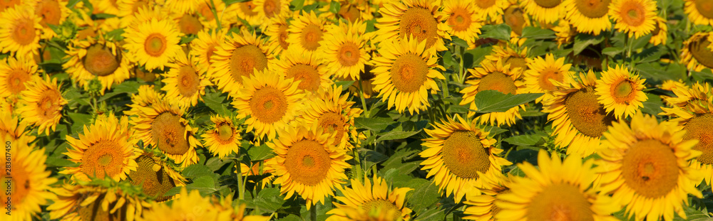 Champ de tournesols à l'aube