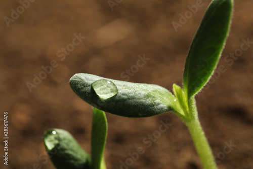 Little green seedlings growing in soil, closeup view