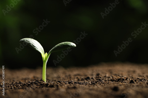 Green seedling growing in soil, closeup. Space for text