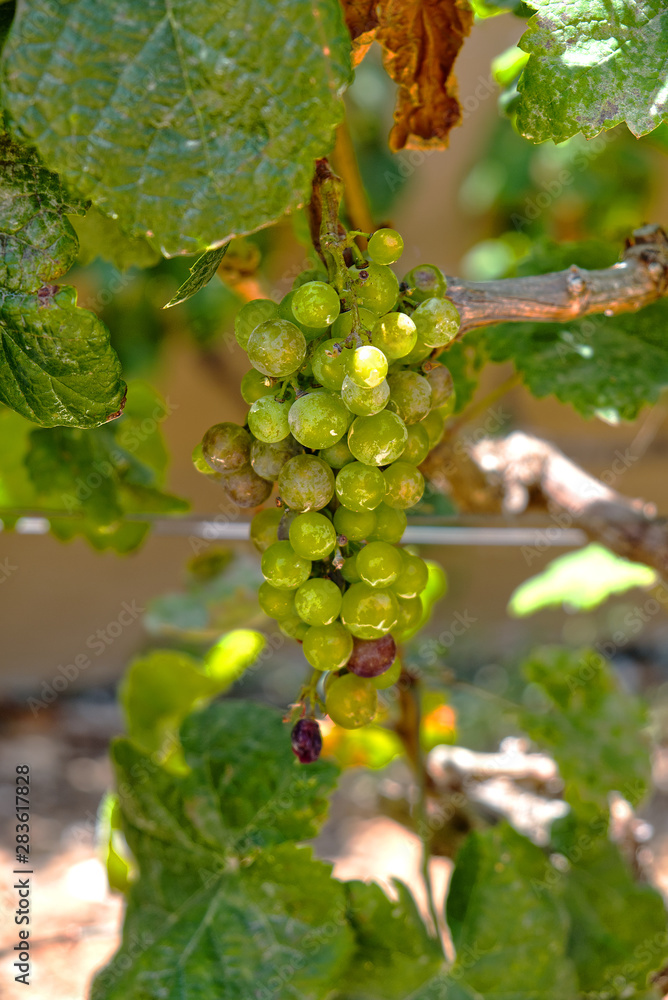 Wilde Weinreben in einem Landschaftsschutzgebiet.  Bei einer Fotowanderung südlich von La Matanza auf Teneriffa  habe ich diese prächtigen Trauben gesehen.  So wie sie aussehen werden wir einen guten 