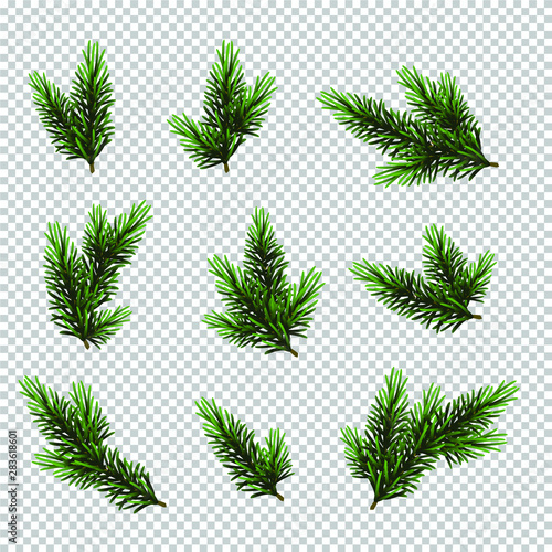 Set Christmas tree isolated on white background, pine fir branches.